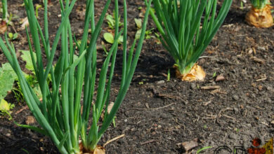 Photo of Controle do Cebolinho: Dicas sobre Plantas de Cebolinho