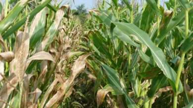 Photo of Controle do Sweet Corn Late Blight – Manuseio do Sweet Corn Late Blight