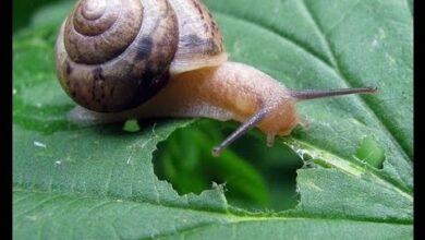 Photo of Controlo de caracóis e lesmas em alfaces – Como resolver problemas com conchas de alfaces