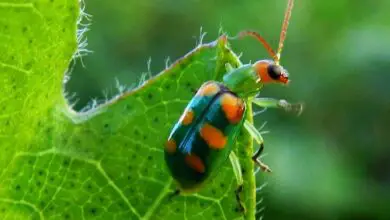 Photo of Controlo do Escaravelho dos Pepinos – Como deter o Escaravelho dos Pepinos no Jardim