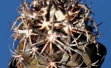 Photo of Copiapoa echinoides ou Duro