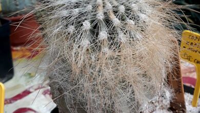 Photo of Copiapoa krainziana ou cuidado de plantas de Chascón