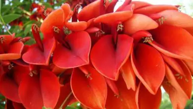 Photo of Coral ou Ceibo: a flor nacional da Argentina