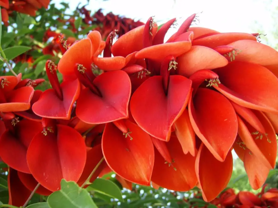 Coral ou Ceibo: a flor nacional da Argentina - Noticias De Jardim