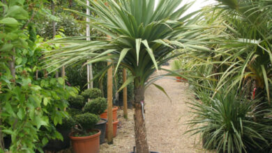 Photo of Cordyline austral