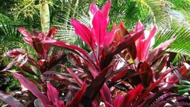 Photo of Cordyline de folha larga