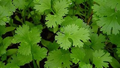 Photo of Coriander