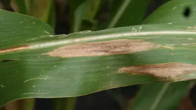 Photo of Corn Leaf Leaf Blight – Controle do Corn Leaf Blight