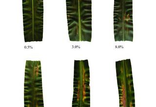 Photo of Corn Leaf Leaf Blight Treatment – Quais são os sintomas do Corn Leaf Blight?