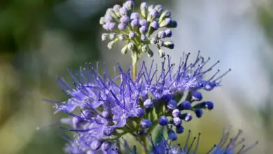 Photo of Cornflower, Barba Azul