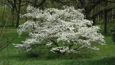 Photo of Cornus controversa Pagoda dogwood, dogwood discutido