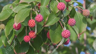 Photo of Cornus kousa Kousa cornejo, Flower cornejo, Strawberry