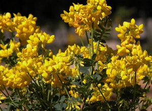 Photo of Coronilla valentina ou Carolina de jardín: suas características e cuidados