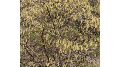 Photo of Corylopsis glabrescens avelã de Inverno perfumada, falsa avelã, Corylopsis perfumada