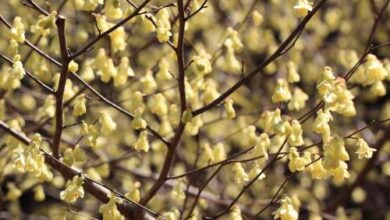 Photo of Corylopsis pauciflore, avelã japonesa