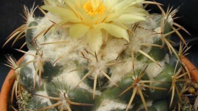 Photo of Coryphantha andreae ou Coryphantha pycnacantha tratamento de plantas