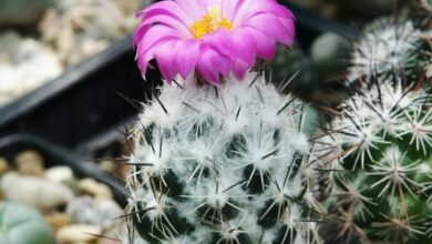 Photo of Coryphantha compact ou Biznaga split compact plant care