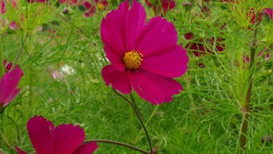 Photo of Cosmos bipinnato, Cosmos annuel