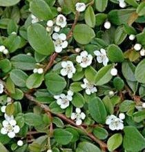 Photo of Cotoneaster dammeri Cotoneaster de Dammer