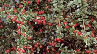 Photo of Cotoneaster horizontalis Cotoneaster rampant