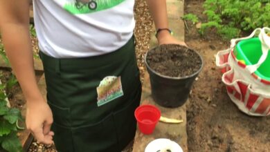 Photo of Cotton Plant Information for Children – Ensinar as Crianças a Cultivar Algodão