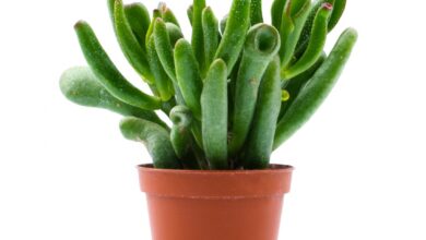 Photo of Crassula