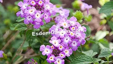 Photo of Crawling Lantana, Crawling Lantana, Purple Lantana