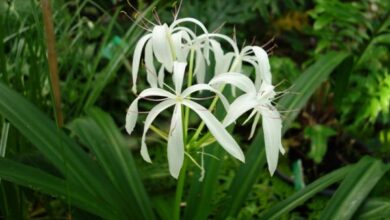 Photo of Crinum asiaticum Crinum asiatique, Grand crinum, Crinum lírio