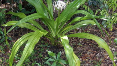 Photo of Crinum pedunculatum Marsh Lily, Mangrove Lily, Giant Crinoid