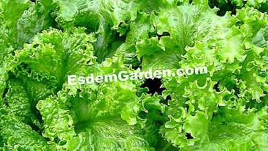 Photo of Crisphead Plant Info – Cultivo de diferentes variedades de alface crocante