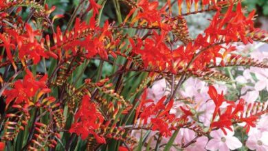 Photo of Crocosmia, Montbrétia