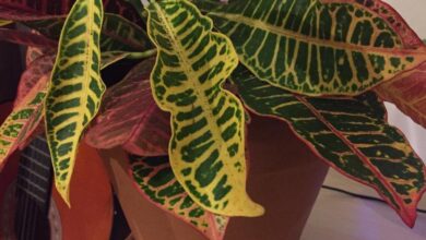 Photo of Croton leaves wilt