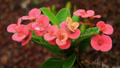 Photo of Crown of Thorns Growth Spurge