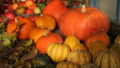 Photo of Cucurbita colocynthis Coloquinte