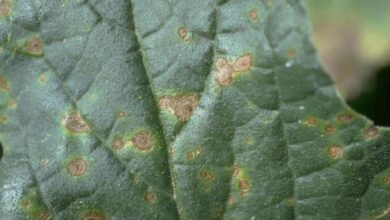 Photo of Cucurbitacea Alternaria Leaf Spot