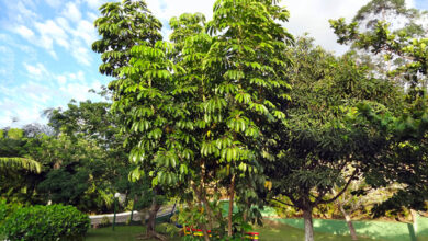 Photo of Cuidados a Schefflera actinophylla ou árvore guarda-chuva