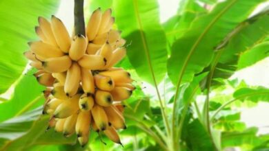 Photo of Cuidados a ter com a bananeira: mais sobre a bananeira-figo