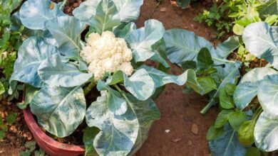 Photo of Cuidados a ter com a couve-flor: É possível cultivar couve-flor num recipiente?