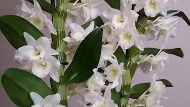 Photo of Cuidados a ter com a Orquídea Dendrobium