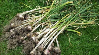 Photo of Cuidados a ter com a planta Allium sativum ou Alho