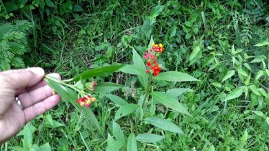 Photo of Cuidados a ter com a planta Asclepias, Flor de Sangue ou Asclepias