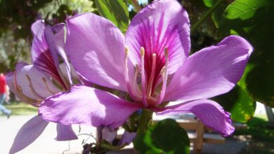 Photo of Cuidados a ter com a planta Bauhinia variegata ou orquídea