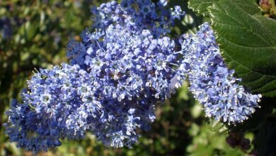 Photo of Cuidados a ter com a planta Ceanothus arboreus