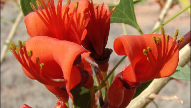 Photo of Cuidados a ter com a planta Combretum bracteosum ou Hiccup Nut