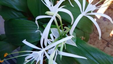 Photo of Cuidados a ter com a planta Hymenocallis, Aranha ou Hymenocalis