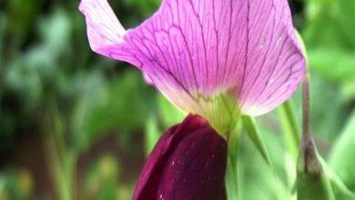 Photo of Cuidados a ter com a planta Lathyrus odoratus ou ervilhas doces