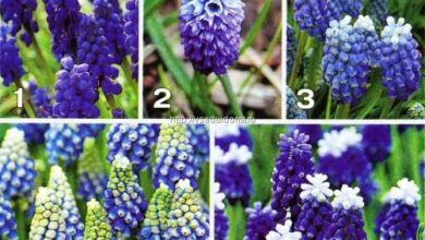 Photo of Cuidados a ter com a planta Muscari azureum ou jacinto de uvas azul