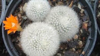 Photo of Cuidados a ter com a planta Múscula de Rebutia ou Múscula de Aylostera