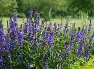 Photo of Cuidados a ter com a planta Salvia farinacea ou Salvia azul