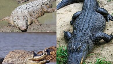 Photo of Cuidados a ter com o crocodilo, crocodilo ou planta de açafrão